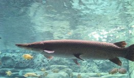 汝州最新爆料怪鱼店在哪,探寻怪鱼店神秘踪迹”